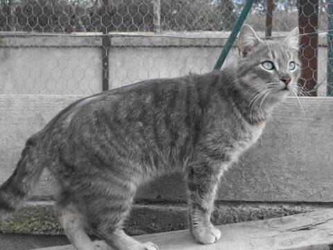 Gaby Europeen Tigre Gris Clair Gaby Europeen Tigre Gris Clair