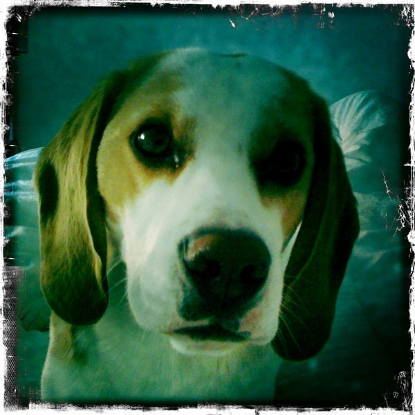 ACHILLE - beagle - 2 ans - dlaiss depuis plus d'un an ... [Association Patte d'Amour] Achill11