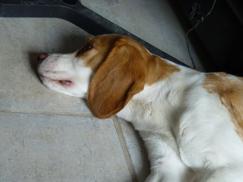 ACHILLE - beagle - 2 ans - dlaiss depuis plus d'un an ... [Association Patte d'Amour] P1010412