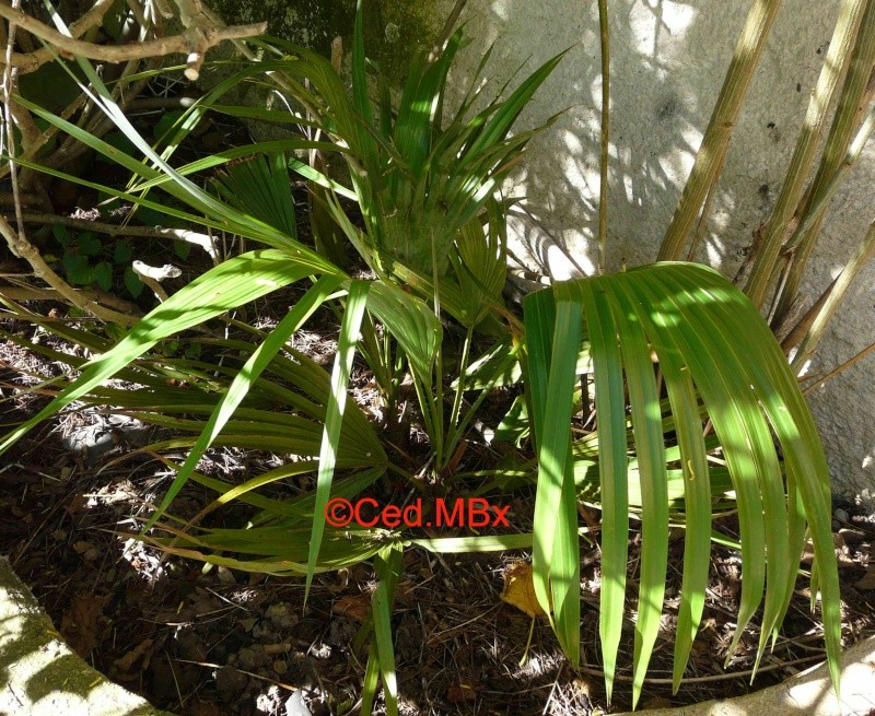 Acoellorraphe wrightii, Rhapis excelsa, et  Sabal palmetto : Nom d'un palmier 7 P1150411