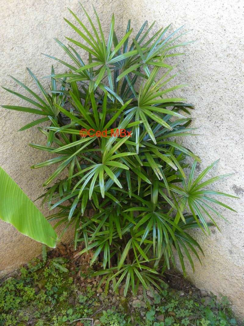 Acoellorraphe wrightii, Rhapis excelsa, et  Sabal palmetto : Nom d'un palmier 7 P1150412