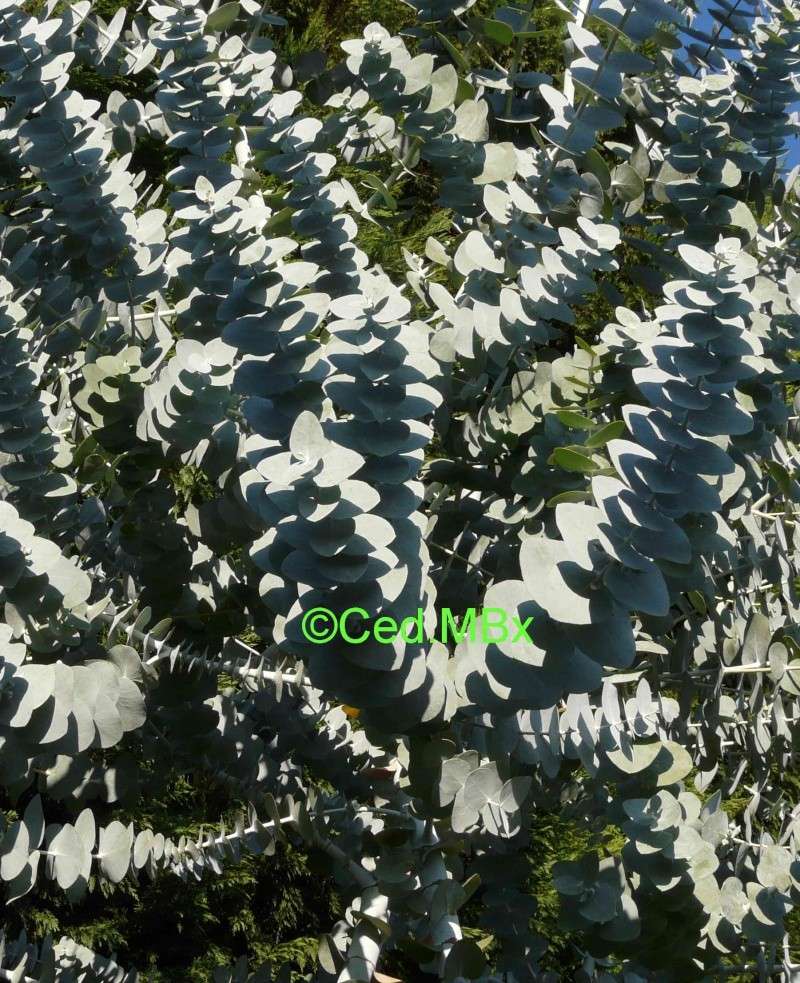 Zanthoxylum sp.,  Eucalyptus pulverulenta : Nom de plantes de Michel 2 P1150415