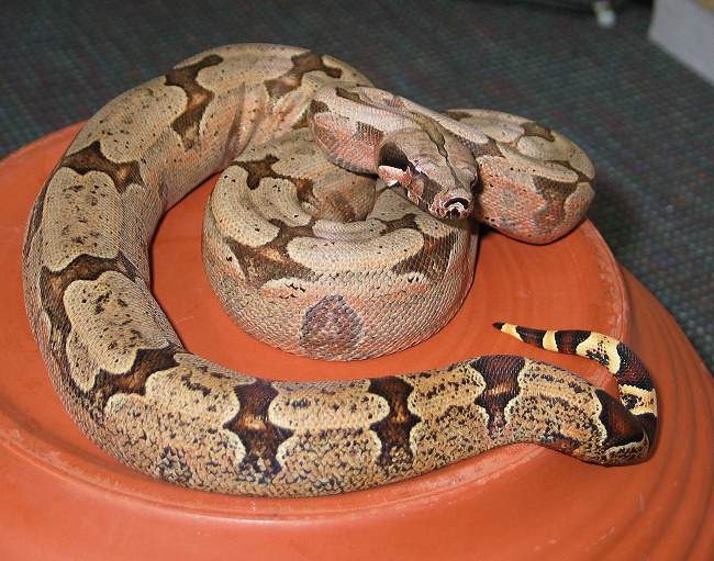 Fiche Boa constrictor ssp Amaral10