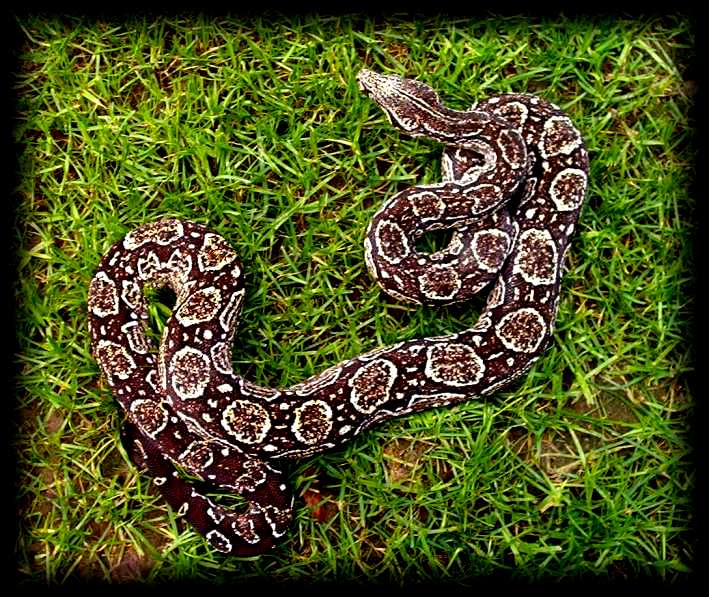 Fiche Boa constrictor ssp Im001710