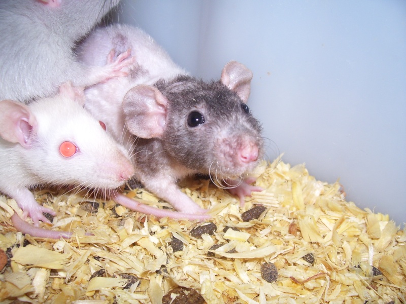 Mes rats ^^ Ratt_013