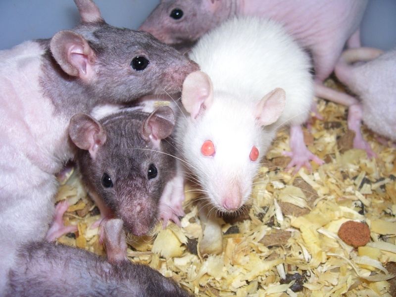 Mes rats ^^ Ratt_015