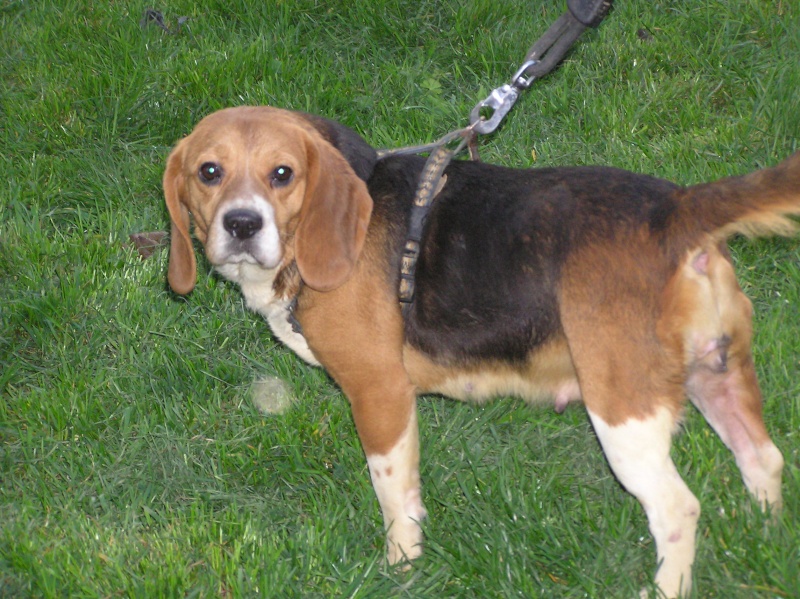 DOGMA, beagle femelle, 3 ans (72) P1010022