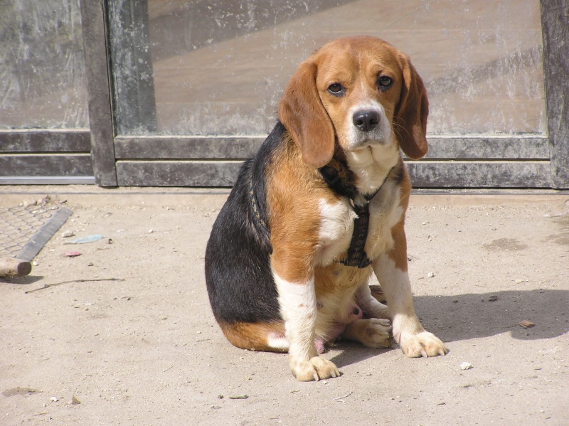 DOGMA, beagle femelle, 3 ans (72) P1010030