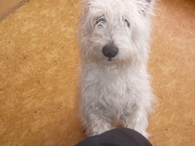 FALCO - Type Westies mâle -  neuf  mois  02211