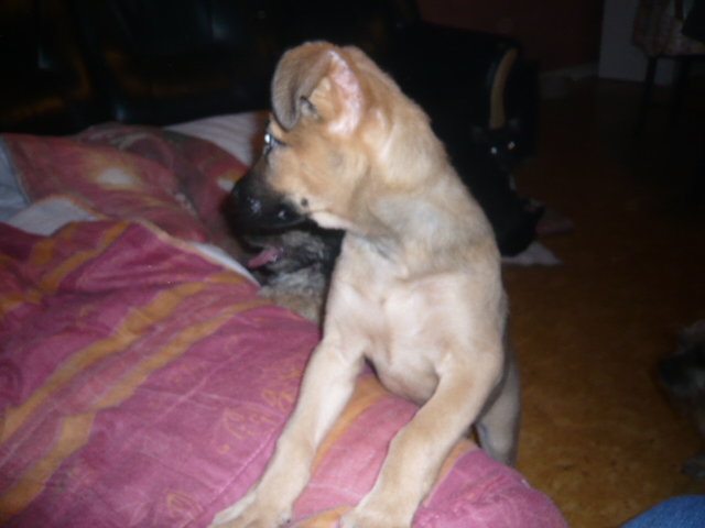 FARAH -  chiot femelle berger  malinois  deux mois  08210