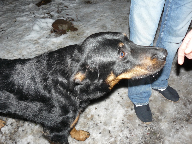 TEX - beaucerons  male - deux ans  Tex_2_10