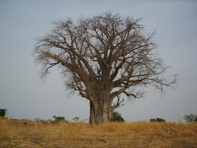 Voyage au ...... Burkina Faso, Ouagadougou, Afrique. S8301210