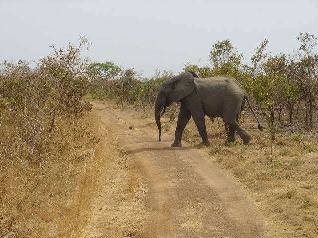 Voyage au ...... Burkina Faso, Ouagadougou, Afrique. Ss853611