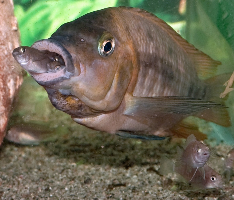 Reproduction petrochromis sp. red P4039610