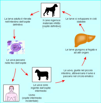 Alimentazione: carne cruda Echino11