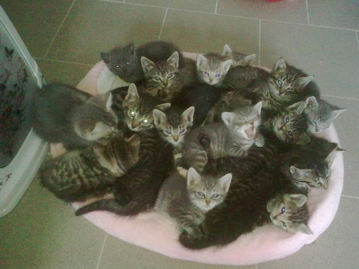 [Frameries] URGENT : une trentaine de chats et chatons ! 28320_10