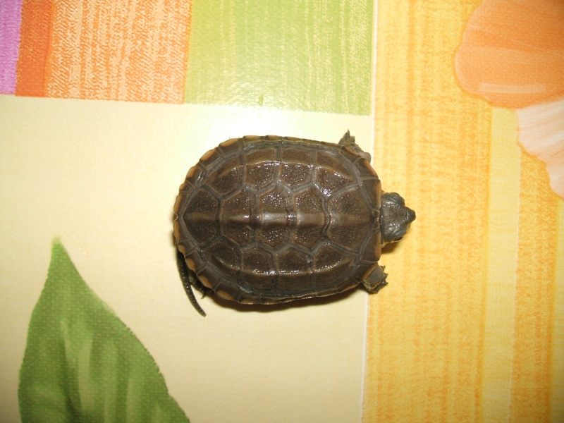 Mes tortues de Chine - Dscf5510