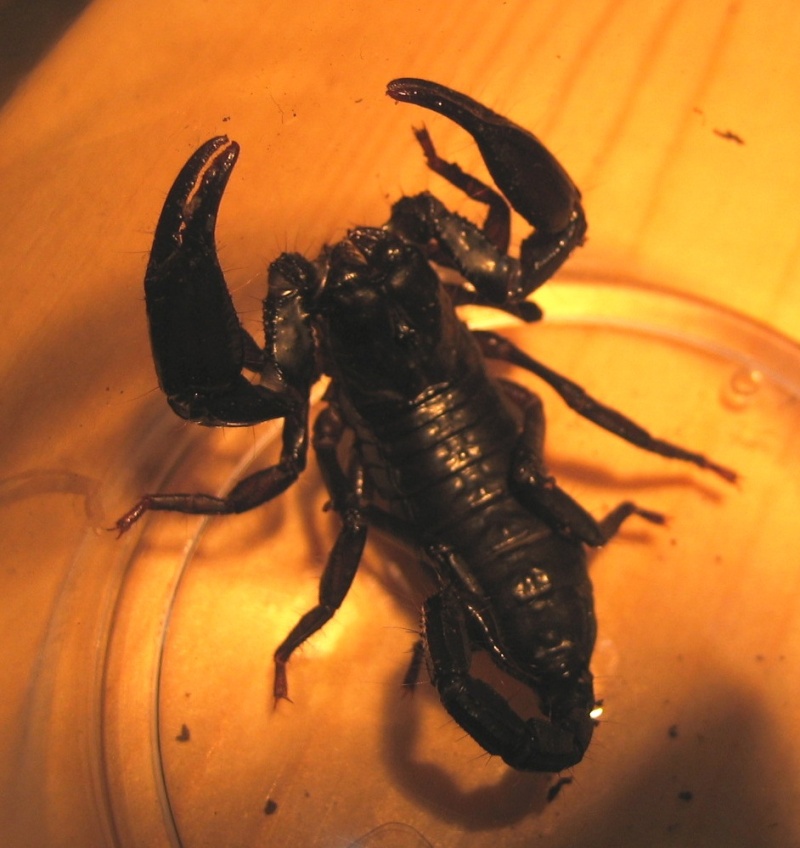 Unidentified Scorplings Black_10