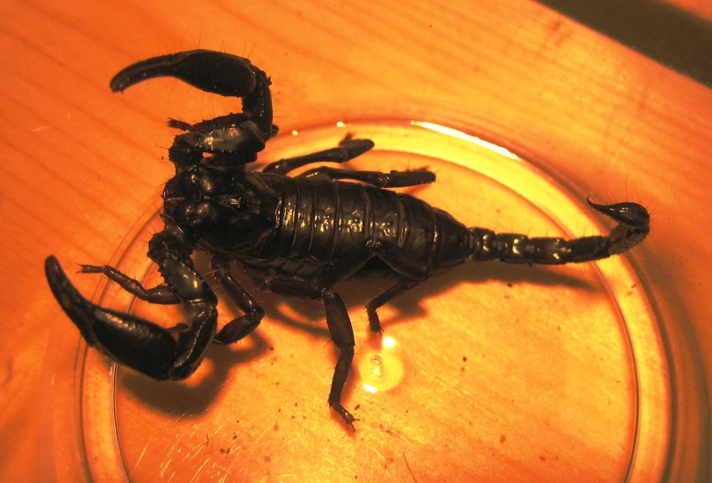 Unidentified Scorplings Black_11