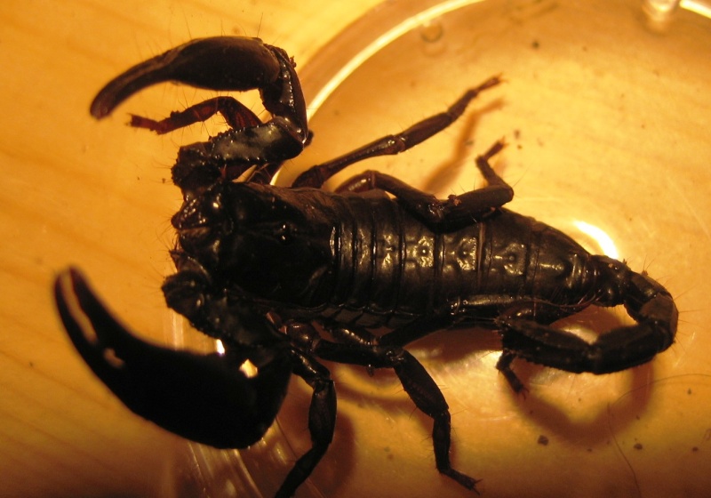 Unidentified Scorplings Black_13