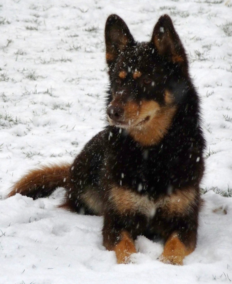 Venez voter pour le concours Nos chiens dans la neige Les_lo11