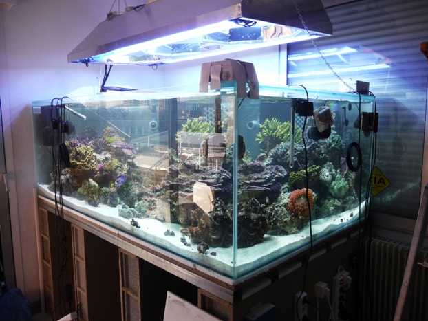 Réflecteur LightDome® 52 cm x 52 cmx 28 cm pour lampe HQI - aquarium récifal 03810