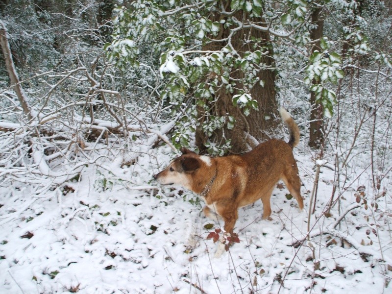 Concours photo chien hiver 2010/2011 - Page 3 Dscf0825