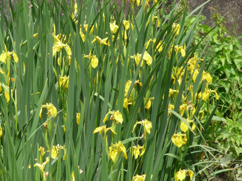 Les iris d'eau sauvages de mon bassin P1000711
