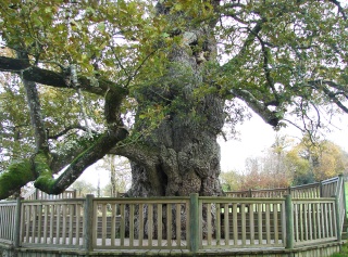 Brocéliande Brocal27