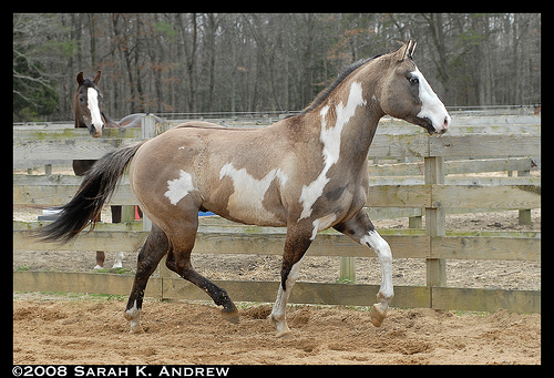 The Captured Horses 23950110