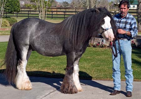 King Stable's Vanners(Justin and Nate) Bigboy10