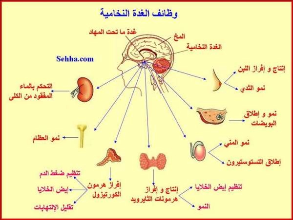 الكافيار فوائده الجسمية والجنسية 5_bmp14