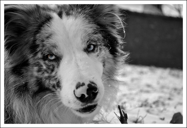 Ilow, le Border Collie - Page 10 12_fev22