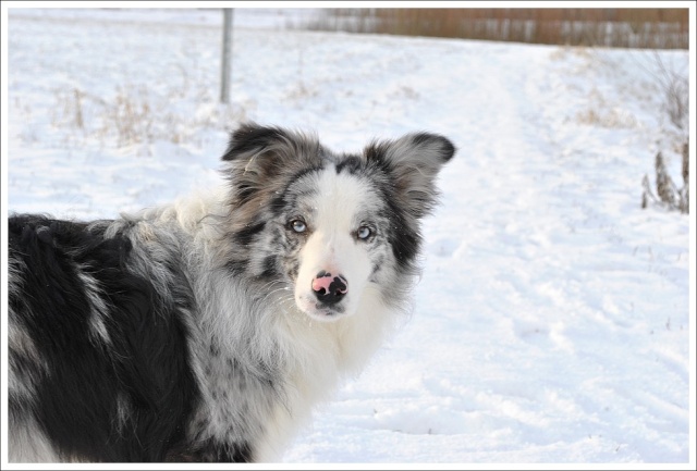 Ilow, le Border Collie - Page 10 Dsc_0312