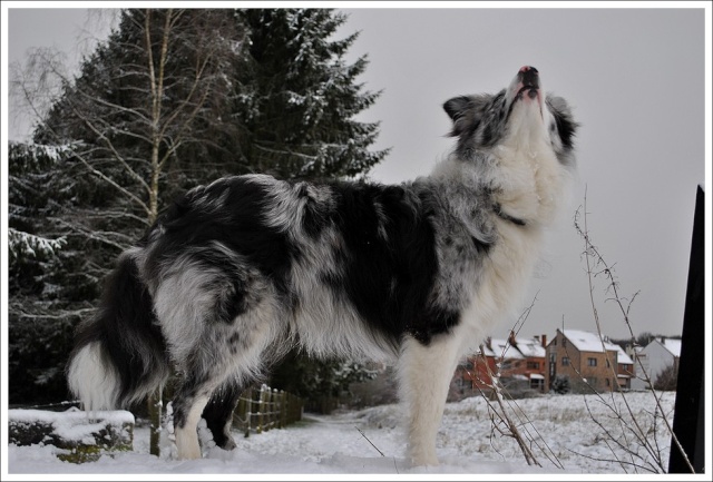 Ilow, le Border Collie - Page 10 Dsc_0316