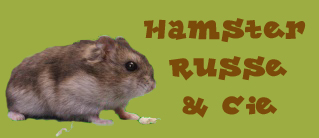 Hamsters russe & Cie