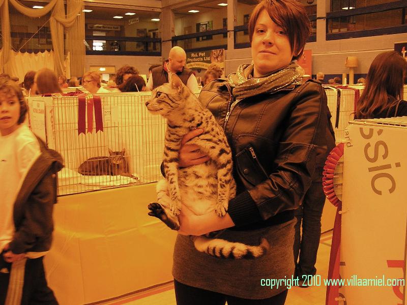 WOKING Cat Show 20th.03.2010 (Surrey & Sussex association UK) Img_cc10