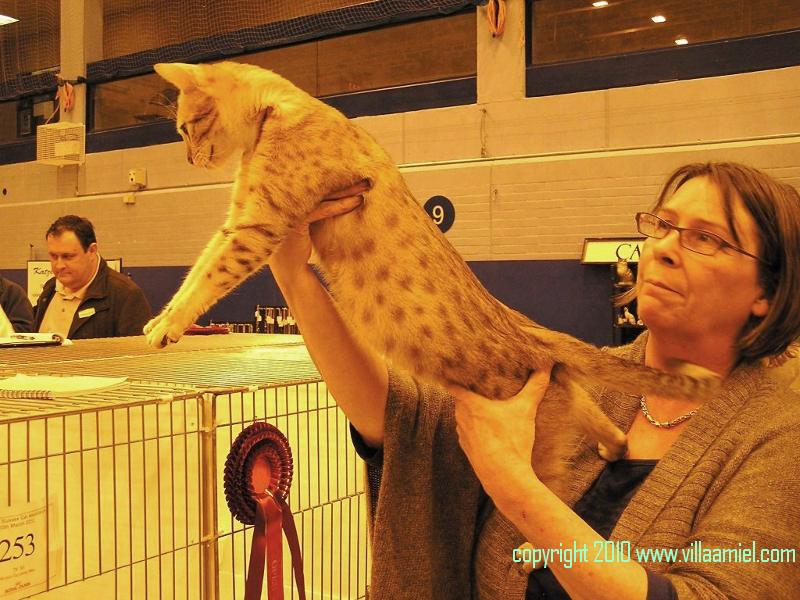 WOKING Cat Show 20th.03.2010 (Surrey & Sussex association UK) Img_cc13