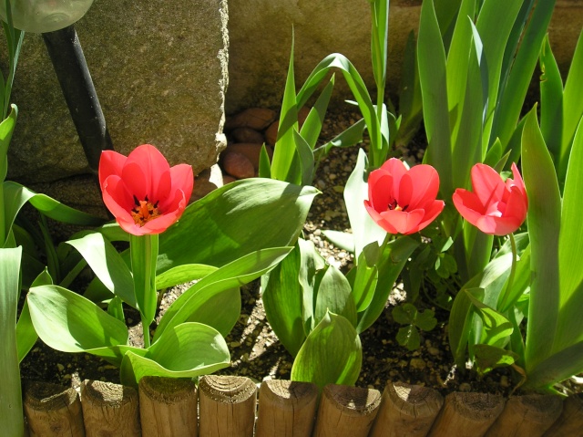 Tulipe !!! Avril_19