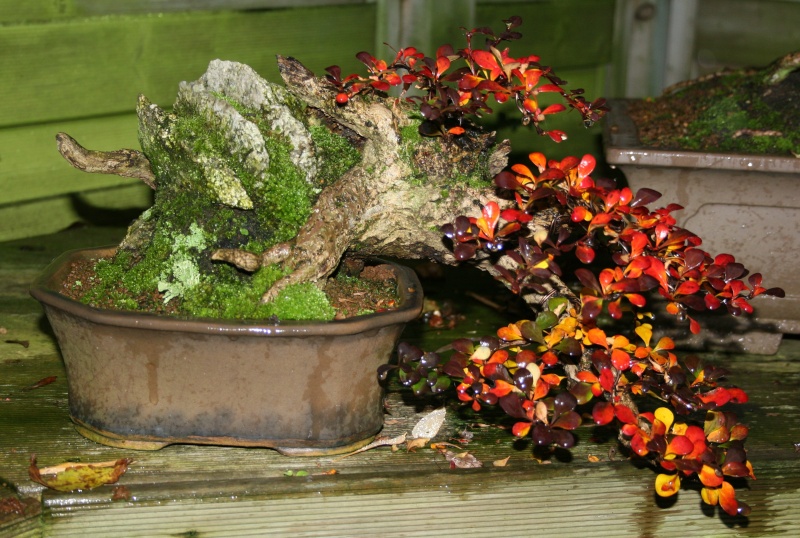 Show the Autumncolour from your bonsai - Page 3 00116