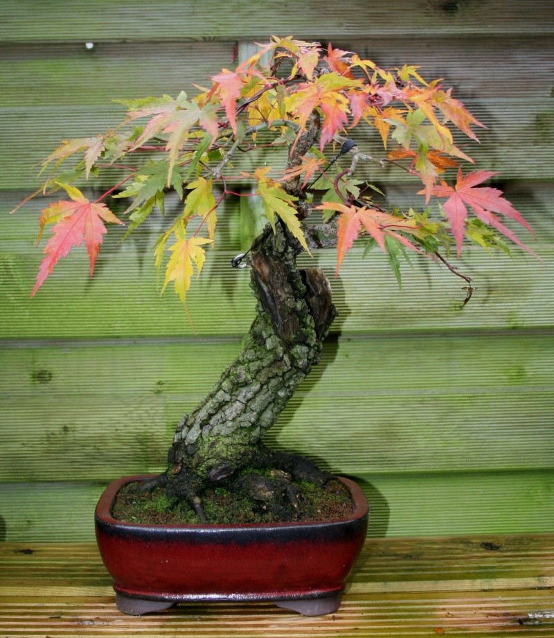 Show the Autumncolour from your bonsai - Page 3 00117