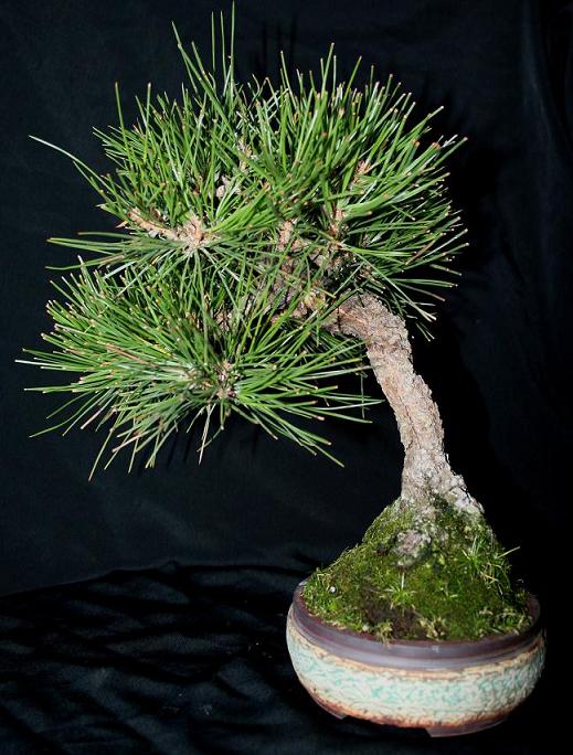 Shohin Pinus thunbergii 00510