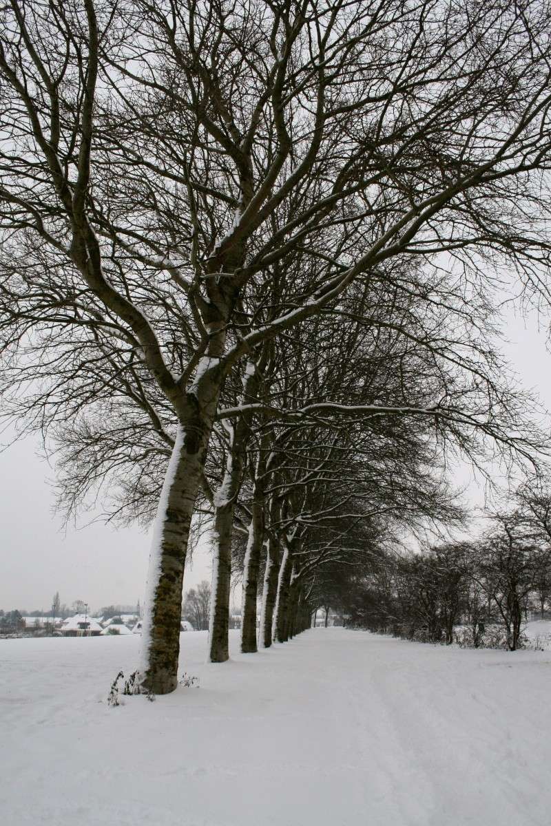 Dutch nature winter photo's 00914
