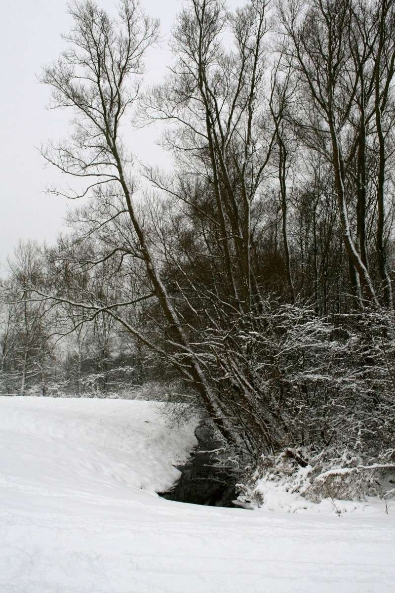 Dutch nature winter photo's 01314