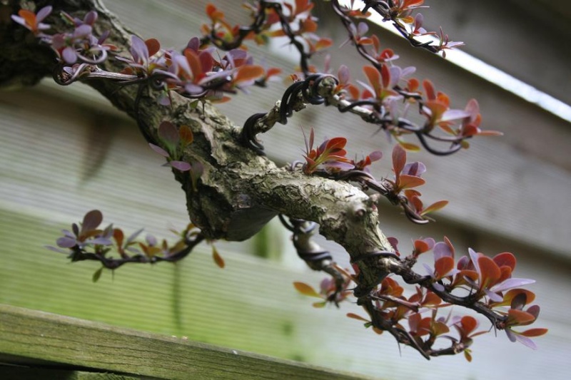 berberis - Berberis cascade styling 01710