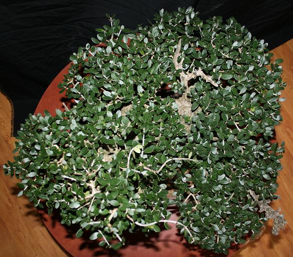 Olea europea 03810