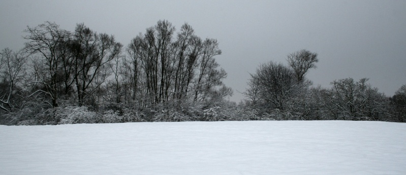 Dutch nature winter photo's 04610