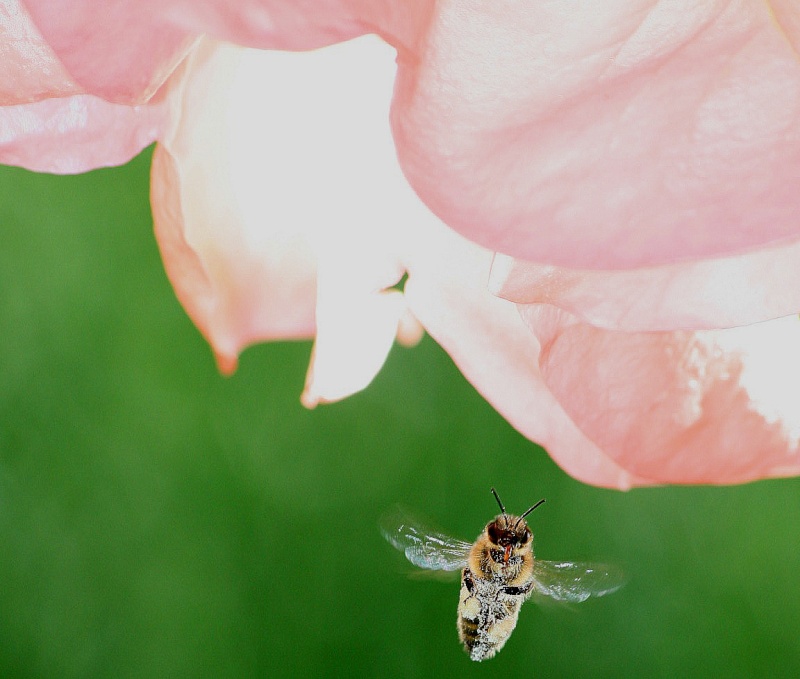 Some macro photo's that I made in my garden and other photo's Img_2512