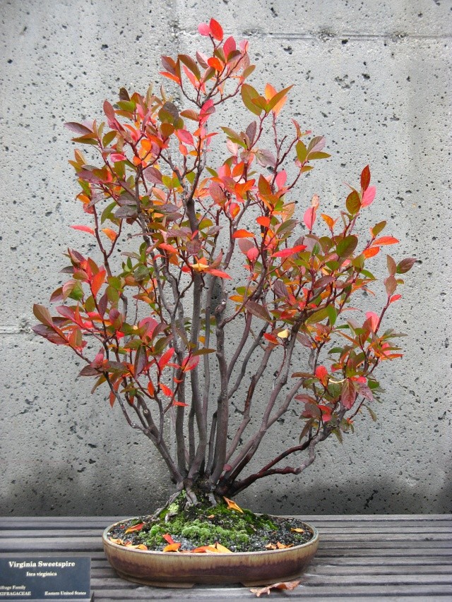 Show the Autumncolour from your bonsai - Page 2 Zx_10310