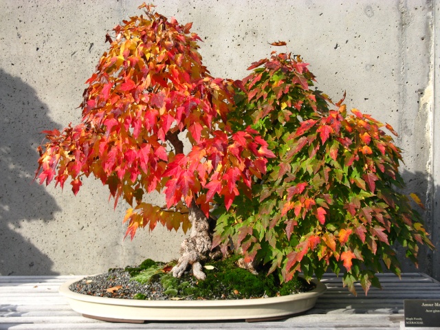Show the Autumncolour from your bonsai - Page 2 Zx_11610